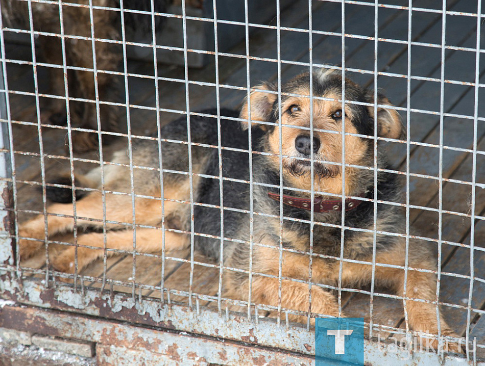 В Свердловской области начался прием заявок на получение гранта на организацию приютов для бездомных животных