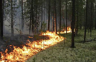 Работники лесоохраны к пожарам готовы