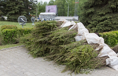 1610 кустов барбариса: в центре города восстанавливают благоустройство, нарушенное при замене уличных фонарей