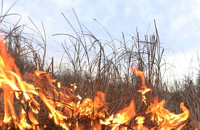 Площади пожаров от сухой травы растут