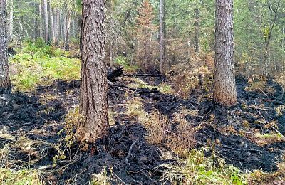 Распространение пожара в заповеднике «Денежкин камень» остановлено