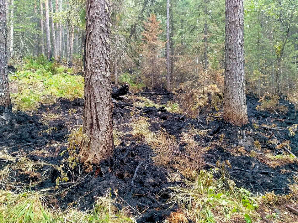 Распространение пожара в заповеднике «Денежкин камень» остановлено