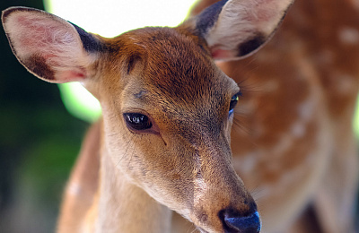 Тагильские спасатели освободили олененка