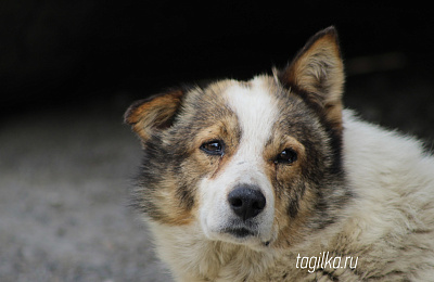 Проблема бездомных собак:  тагильские  депутаты предлагают  помочь организации «Добрые руки» 