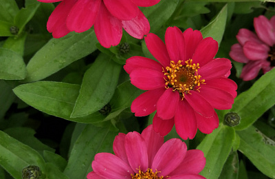 В Нижнем Тагиле высадят более 180 тысяч корней цветов