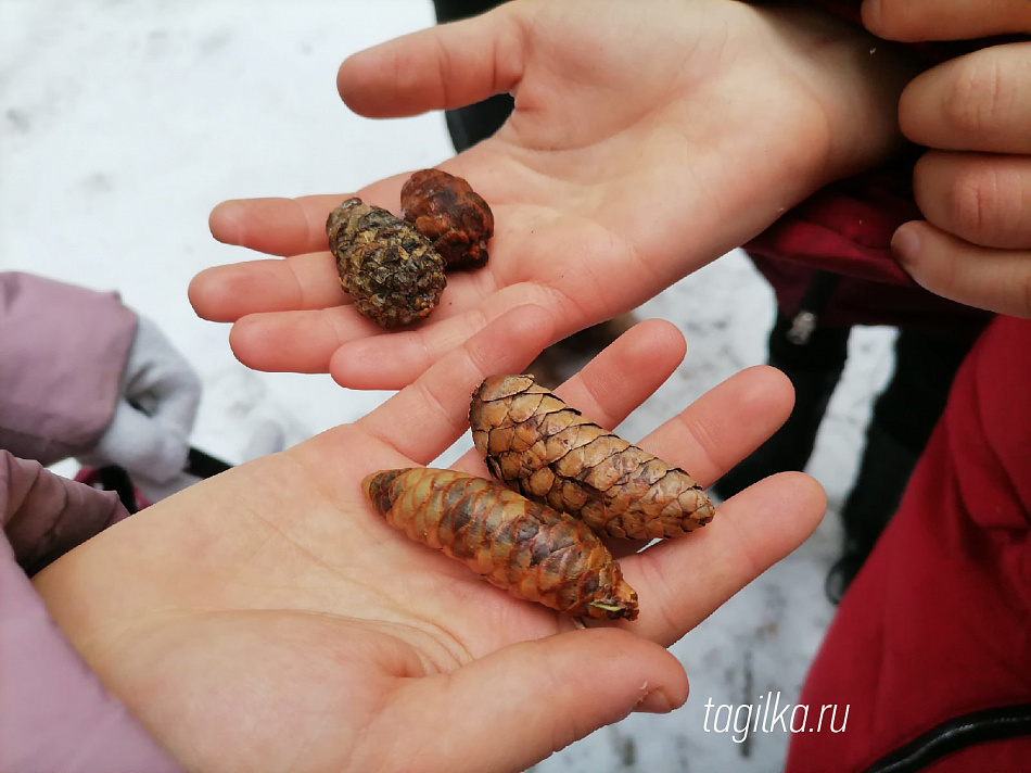 Юные тагильчане примут участие во всероссийском конкурсе