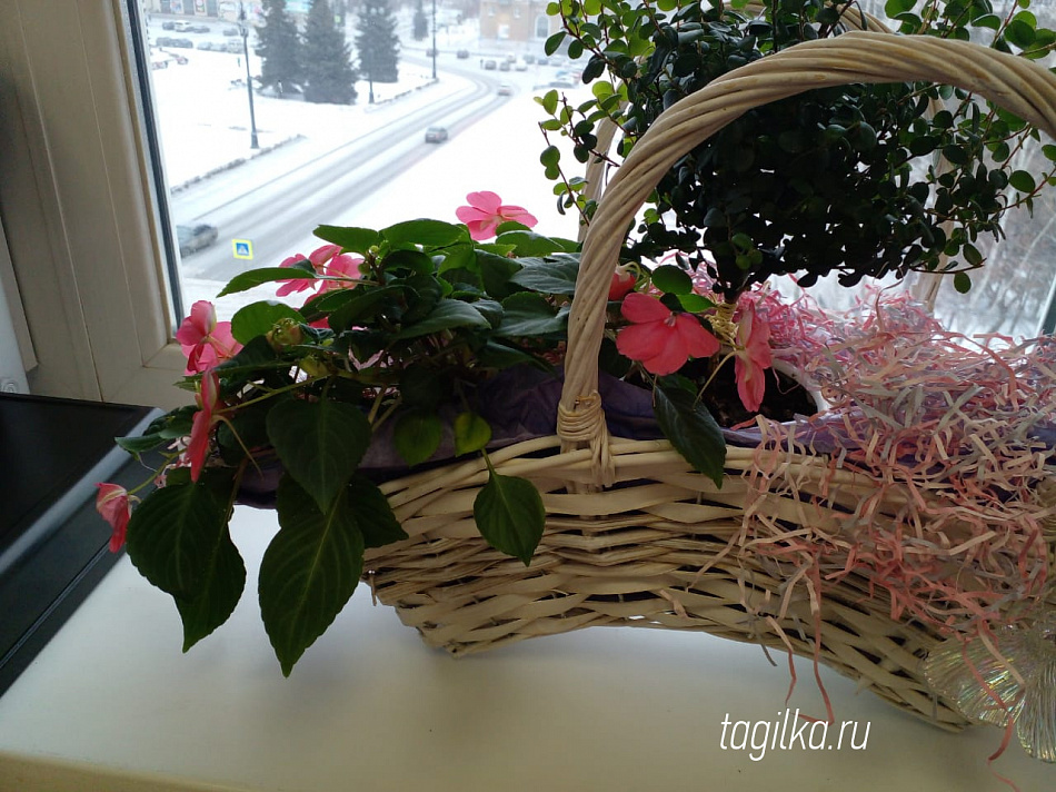 Перец в кадке, цветы – в таблетке