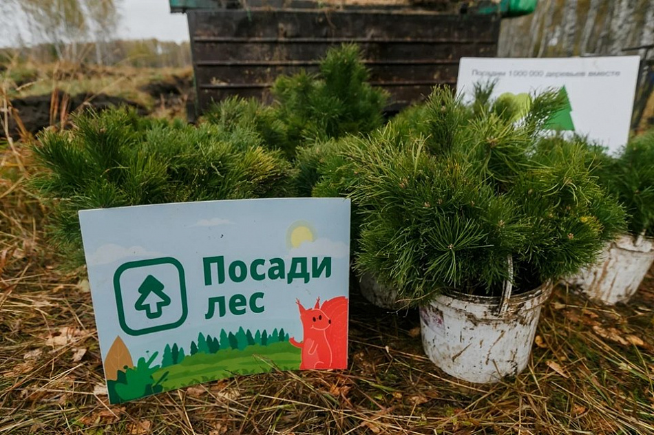 Жители Свердловской области высадили 4 тысячи деревьев под Нижним Тагилом